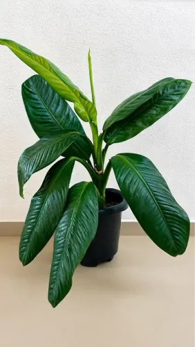 Vendo Plantas Comigo Ninguém Pode