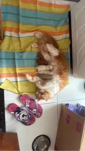 filhote gatinho Persa