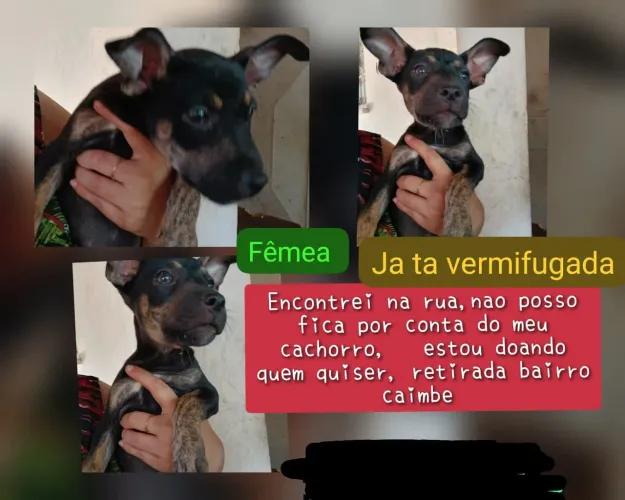 Estou doando fêmea, não entrego.