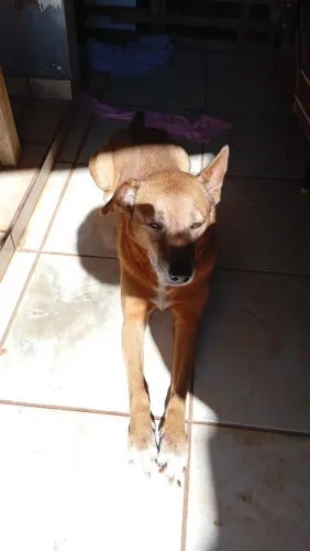 Doa se cachorro porte grande