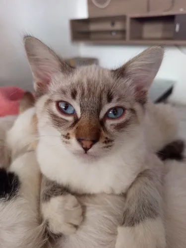 Doação de gatos