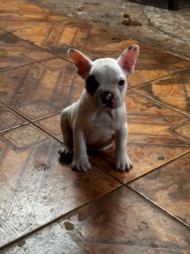 Filhote de bulldog