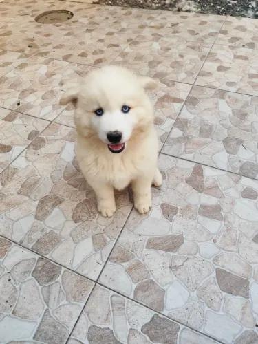 Filhote Husky Siberiano Branco Wooly