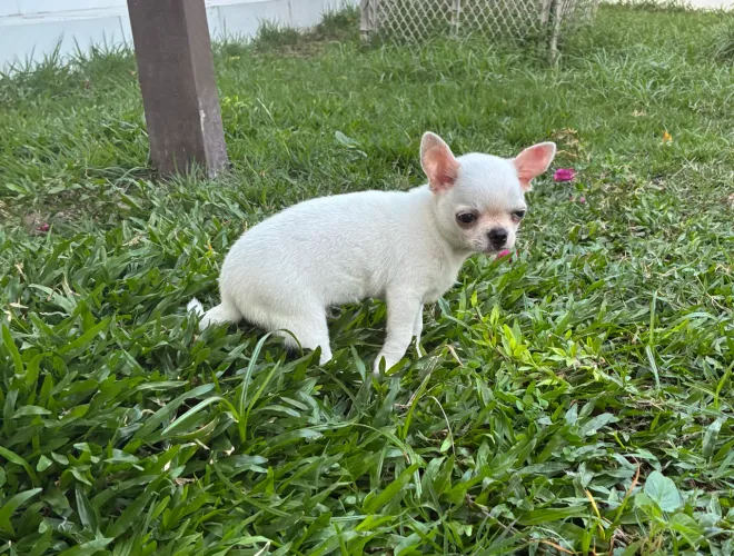 Chihuahua macho
