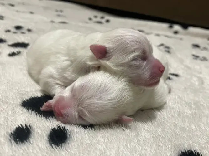 Excelente Filhotes de Spitz Alemão Criação humanizada!