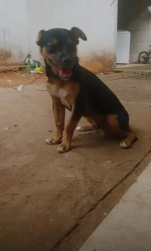 Eu estou do ando esse cachorro ja está cm 8 mês *