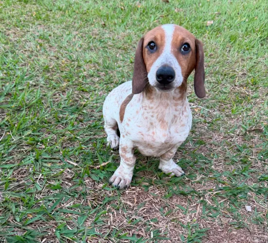 Basset Dachshund Teckel