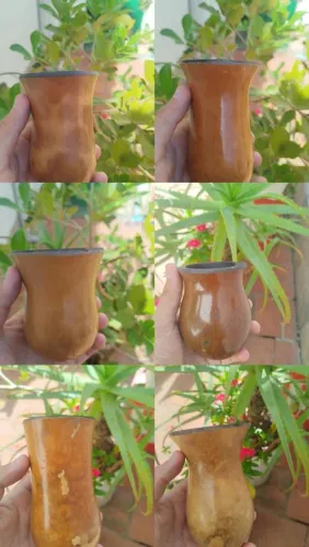 Cuias de chimarrão Premium 