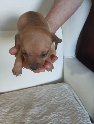 Filhote pinscher 