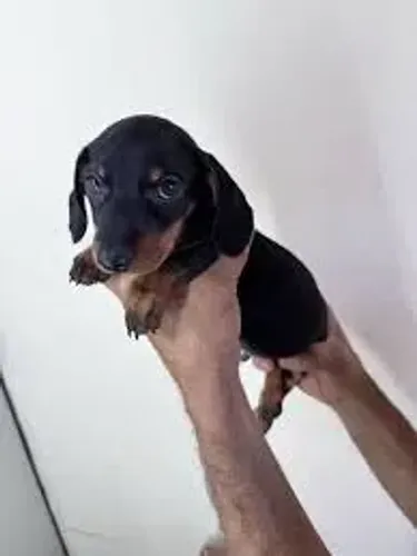 Dachshund: Seu Novo Companheiro Pode Estar Aqui
