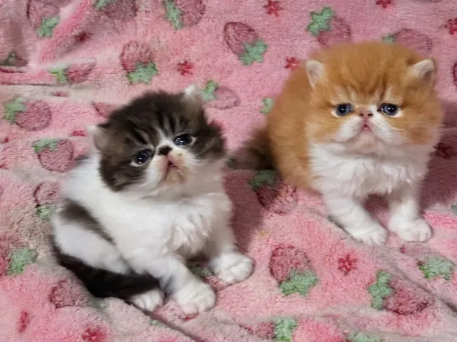 Gato persa