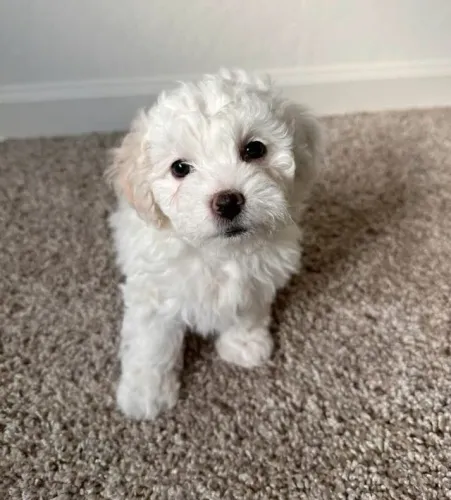 Poodle - Um Presente Cheio de Carinho para o Dia dos Namorados