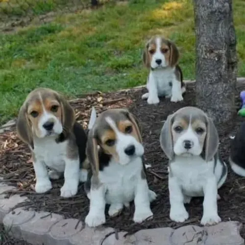 Filhotes de Beagle | Seu novo xodó pode estar aqui!
