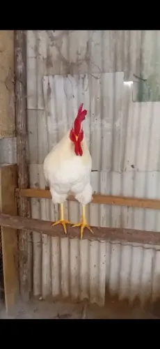 Galo Embrapa 051,Raridade 