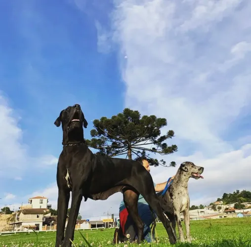 Filhotes Dogue alemão 