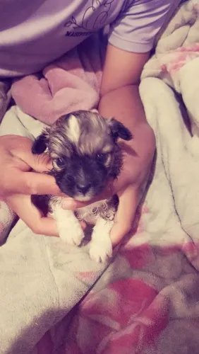 Cachorro