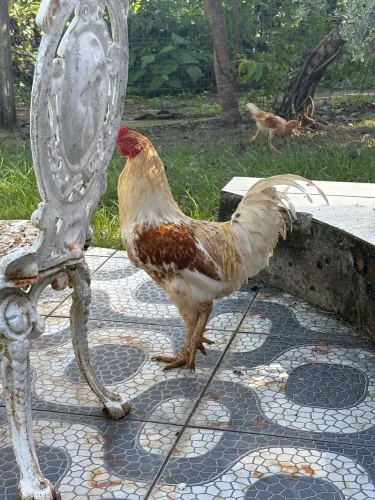 Vendo galo 80 reais cada 