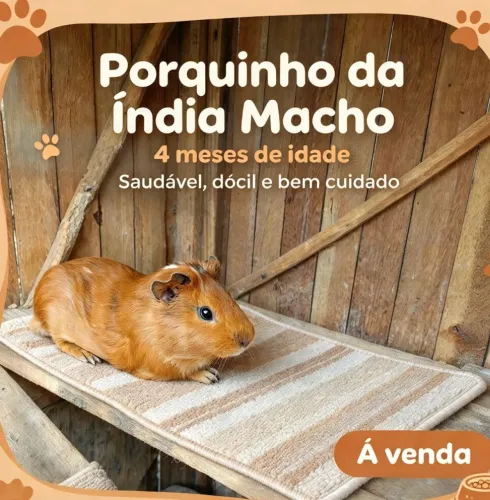 Porquinho macho