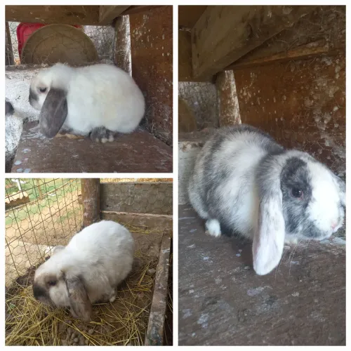 Coelhos mini loop uruguaio