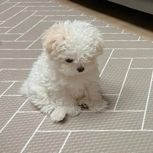 Doação responsável - filhote de poodle de 2 meses