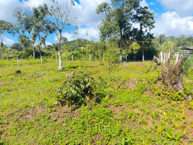 TERRENO ALEXANDRA KM 19 