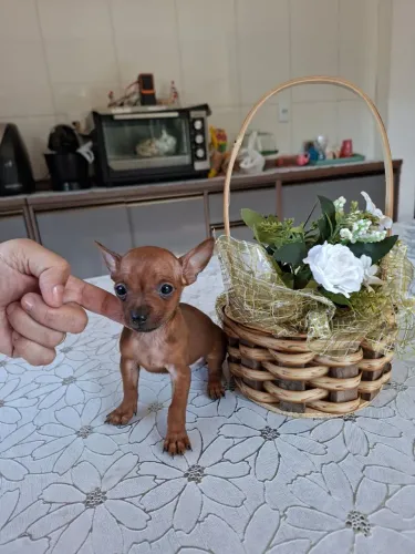 Pinscher macho