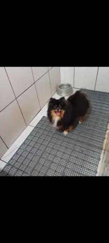 Animais duas fêmeas a branquinha Spitz alemão e a chocolate lulu da pomerana