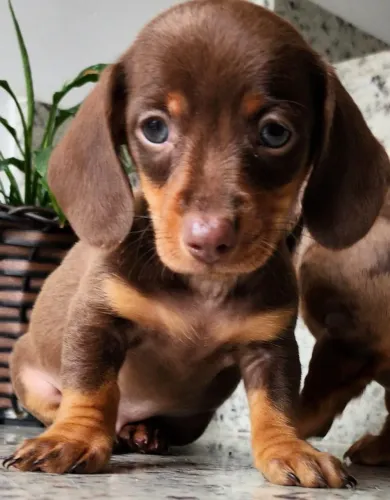 Seu Novo Melhor Amigo Está Disponível!!! Basset a Pronta Entrega.