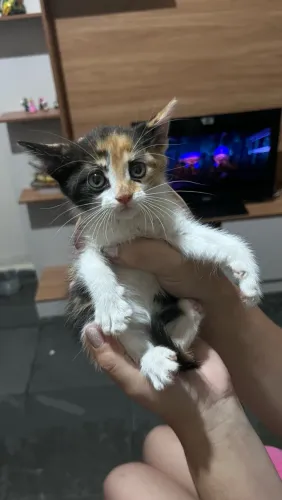 DOASSE GATINHAS