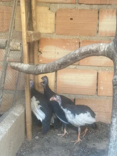 Galinha d Angola 