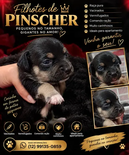 Pincher machinho disponível