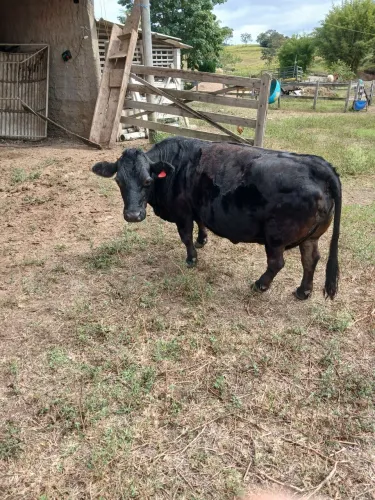 Mini vaca e mini boi