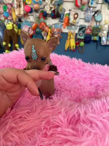 Pinscher fêmea mini disponível!!!