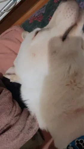 Cachorro 