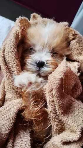 Cachorro