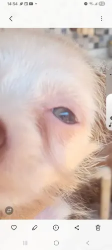 Vendo este filhote de pinscher puro com maltês