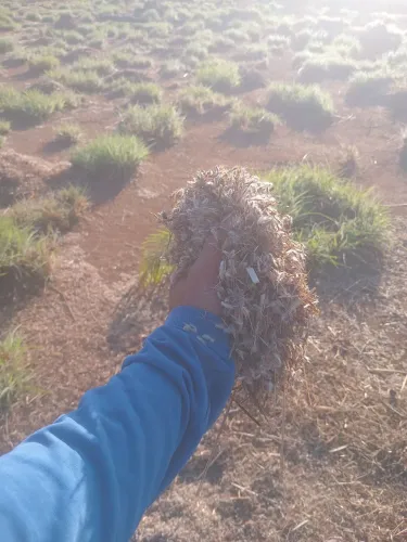 Semente de capim andropogon