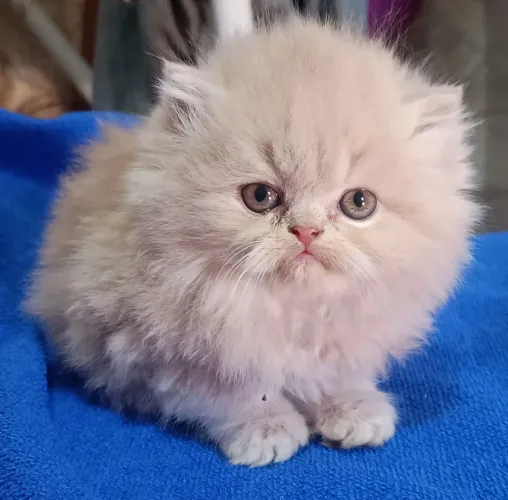 GATO PERSA 50 DIAS BEGE