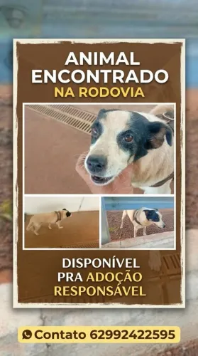 Doação de cachorro