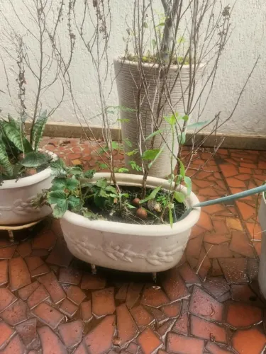 Vasos de planta