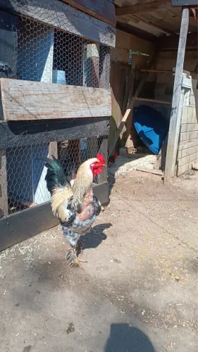 Galo mistura de Brahma com caipira 