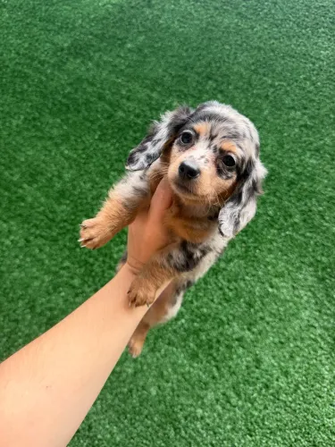 Daschshund pelo longo