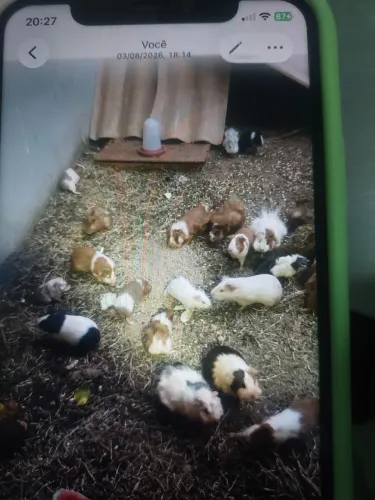 Porquinho da Índia