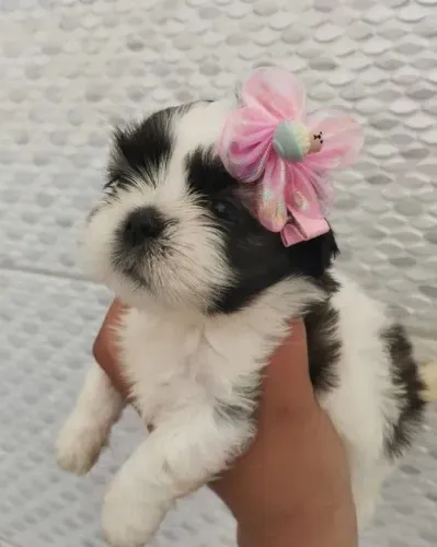 Shih Tzu Filhotinho de 45 dias pronto para você levar