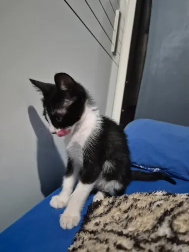Gato para Adoção