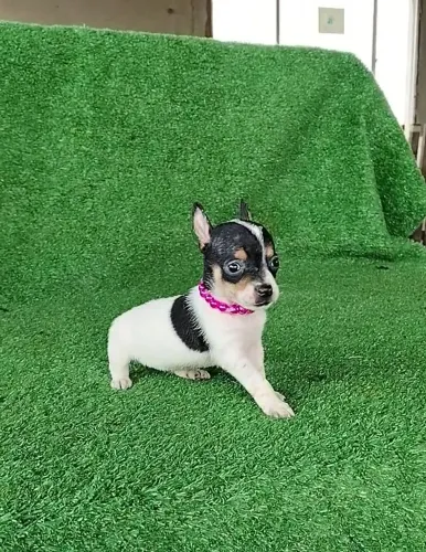 Pinscher fêmea tricolor estilo Beethoven 