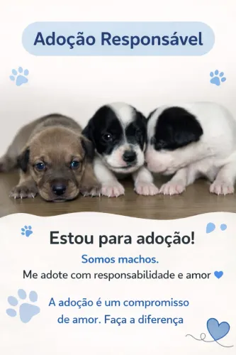Cães para adoção, médio porte, sem raça definida