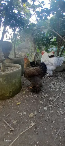 Galinhas e galo brahma