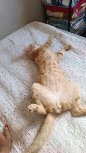 Gato laranja 