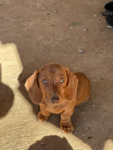 Basset